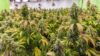 Fleurs CBD indoor, outdoor, greenhouse : les différences