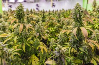 Fleurs CBD indoor, outdoor, greenhouse : les différences