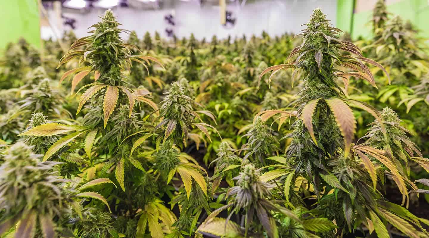Fleurs CBD indoor, outdoor, greenhouse : les différences