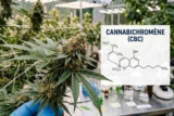 CBC (cannabichromène) : effets, légalité et différences avec le CBD
