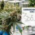 CBD fumable et PLF 2026 : quand le gouvernement a voulu taxer les fleurs de chanvre comme du tabac