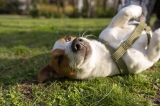 Une étude récente confirme que les produits à base de CBD sont sans danger pour les chiens