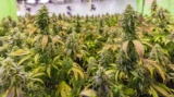 Fleurs CBD indoor, outdoor et greenhouse : quelles différences ?