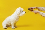 Comment l&rsquo;huile de CBD agit-elle sur les chiens ?